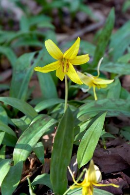 Trout Lily