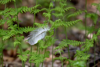 Feather in Ferns
