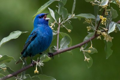 Indigo Bunting