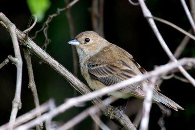 Indigo Bunting (Female)