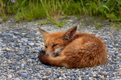 Red Fox Pup
