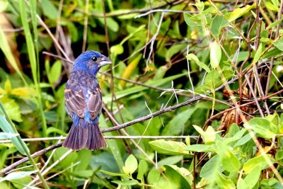 Blue Grosbeak