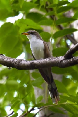 Yellow-billed Cuckoo