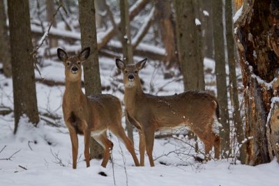 Winter Whitetail Yearlings