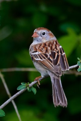 Sparrows, Juncos and Towhees