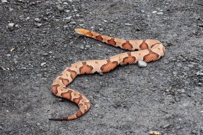 Northern Copperhead