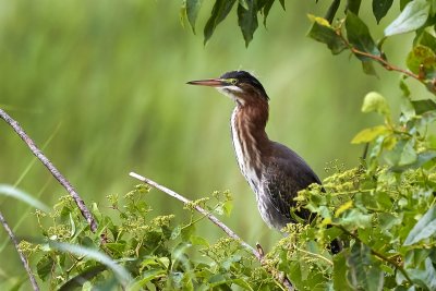 Green Heron