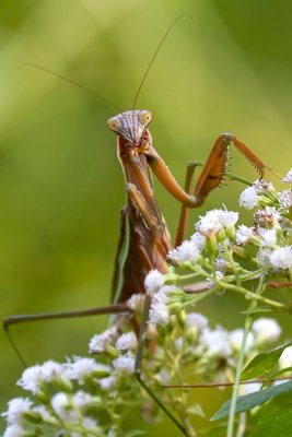 Praying Mantis