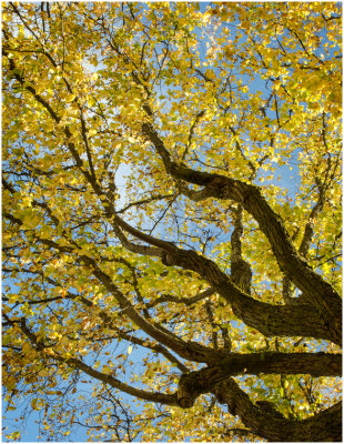 G_View of Autumn Tree_FarleyC.jpg
