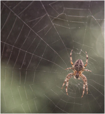 R_PB3_Spider in Window_BriansP.jpg