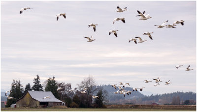 G_Skagit Valley Snow Geese Take Flight_HylenS.jpg
