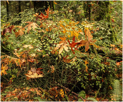 R_BriansP_Maple Leaves on Huckleberries.print.jpg