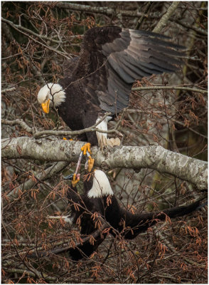 G_Eagles fighting for a fish_BockusD.print.jpg