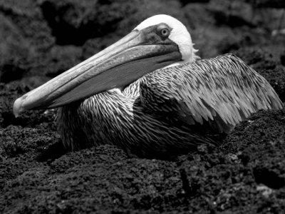 M_DavidBray-Brown Pelican Lobos Island.jpg