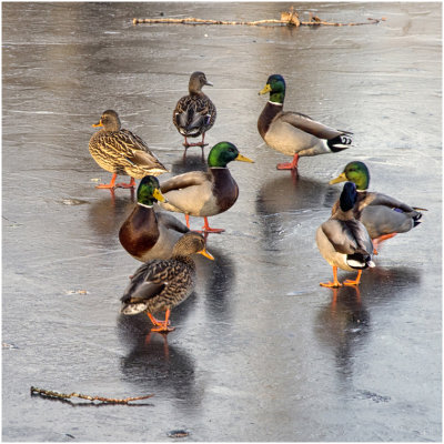 R_BriansP_Ducks on Ice.print.jpg