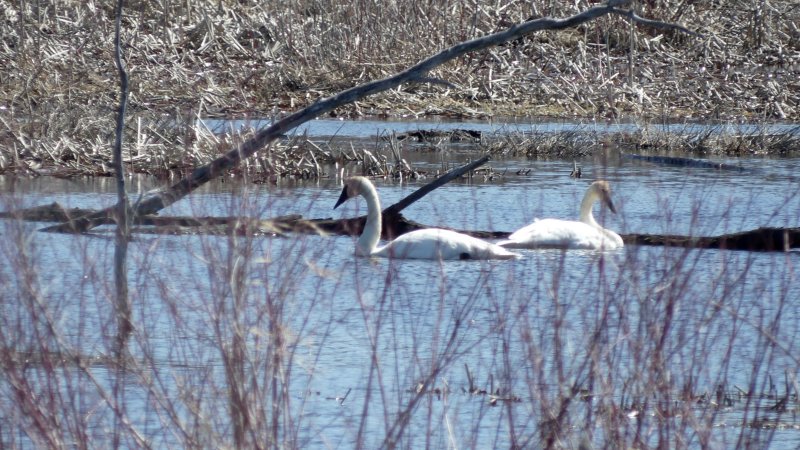 2017: Change in plans - the nesting site is unsuitable!