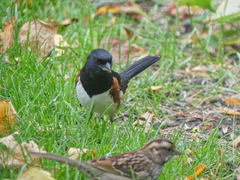 Backyard Migratory Birds