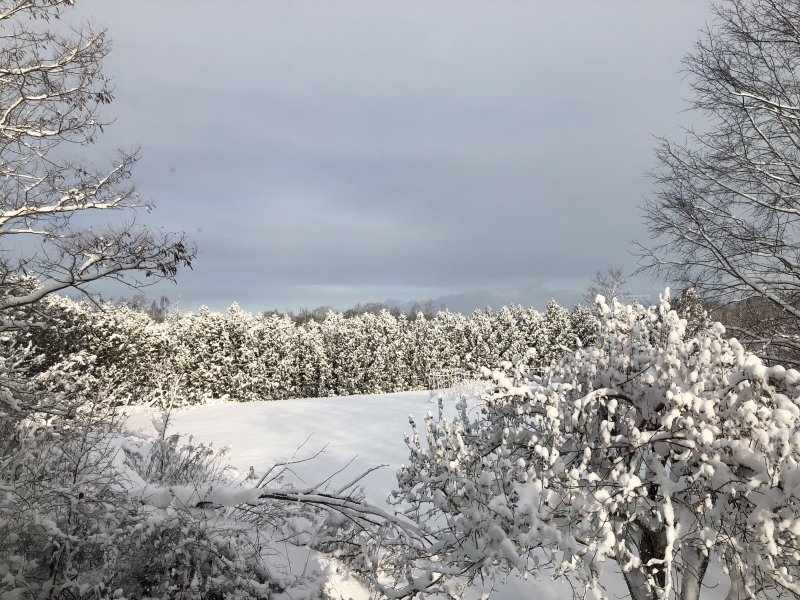 The view from the upstairs bedroom