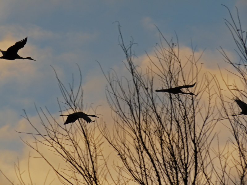 Autumn Birds.