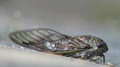 Female cicada - during the solar eclipse. 