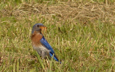 Eastern Bluebird using mealworms set out for him