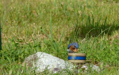 We set out a dish of live mealworms for the Eastern Bluebirds when they are feeding their young