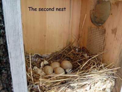 We've had a few nests that had white eggs rather than the blue eggs that Eastern Bluebirds generally produce
