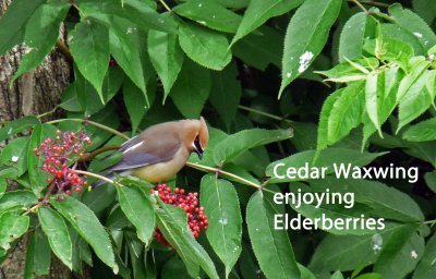 Cedar Waxwings