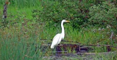 Great Egrets enjoy fishing in the marsh