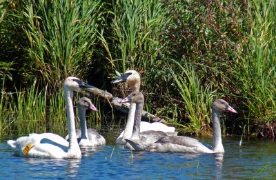 The Trumpeter Swans with their well developed cygnets