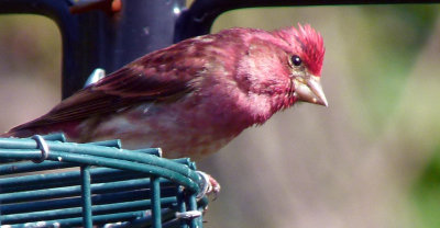 The Purple Finches nest in the area as well - expect at least 2 - 4 pairs