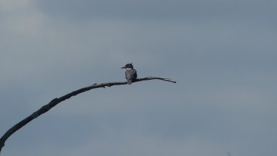 King Fisher fishing for fish & frogs