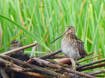 A Wilsons Snipe stops for a rest in the marsh alongside the driveway