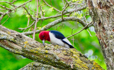 The Red-headed Woodpecker comes to the feeders on his way north to nest.