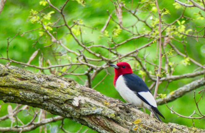 Red-headed Woodpecker drops by in the spring - visible from the kitchen window