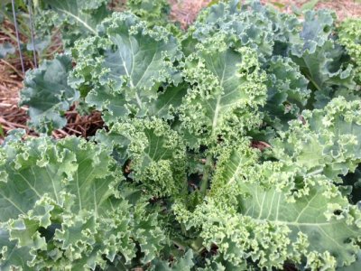 Kale grows well in the 60'x50' garden north of the house