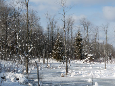 The NE side of the property. A pond where ......