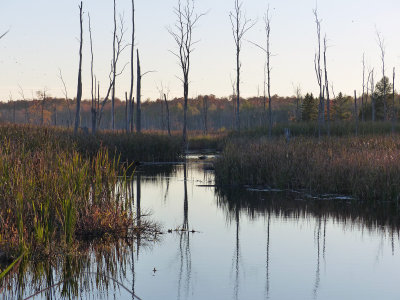 The creek on the western side of the property