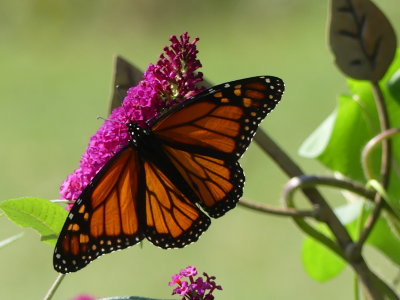 Butterfly Bush & Monarch Butterfly