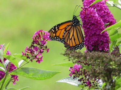 Miss Molly butterfly bush - a haven for Monarch butterflies, hummingbirds and hummingbird moths!!
