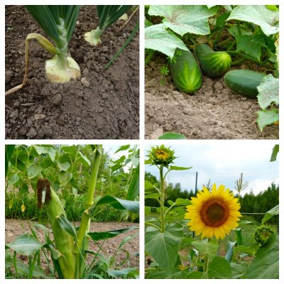 The chipmunks planted the sunflowers!