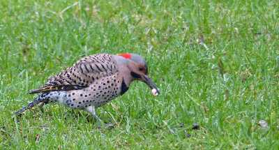 The lawn does not need pesticides when Northern Flickers are in the yard