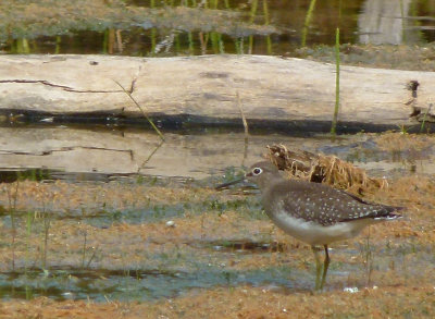 Solitary Sandpiper stops by to refuel 