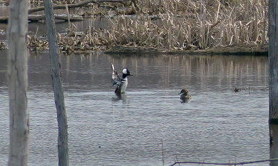Hooded Mergansers and their mating rituals 