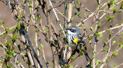 Yellow-rump warblers enjoy foraging for bugs on the pergola! 