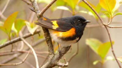 The American Redstart nests in the trees in the west side of the yard.