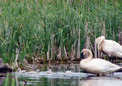 The Trumpeter Swans and their cygnets