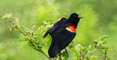 The Red-winged Blackbird announces the arrival of spring!