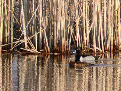 The ring-necked duck arrives in large numbers.