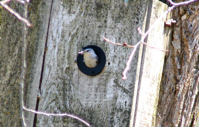 The White-breasted Nuthatch prepares his nest